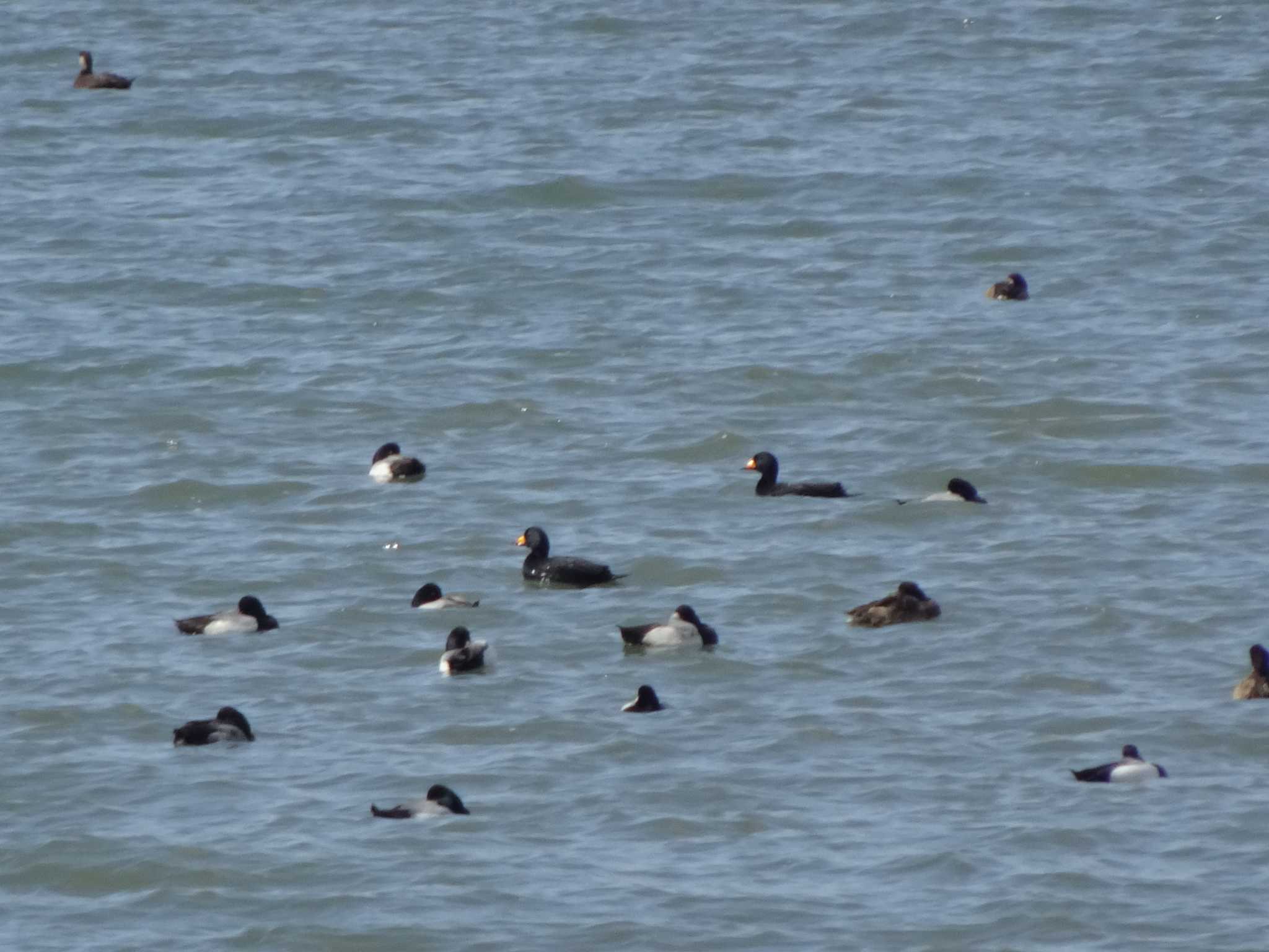 Photo of Black Scoter at Kasai Rinkai Park by Kozakuraband