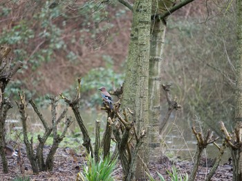 Eurasian Jay イギリス Mon, 2/17/2014