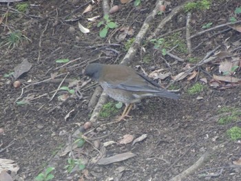 2020年2月23日(日) 葛西臨海公園の野鳥観察記録