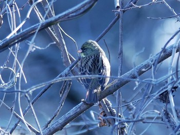 Masked Bunting Kitamoto Nature Observation Park Sun, 2/23/2020