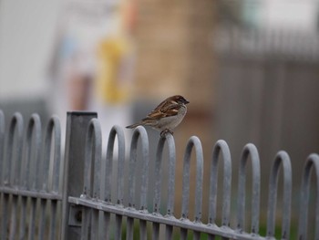 House Sparrow イギリス Mon, 2/17/2014