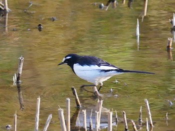 Japanese Wagtail Kitamoto Nature Observation Park Sun, 2/23/2020