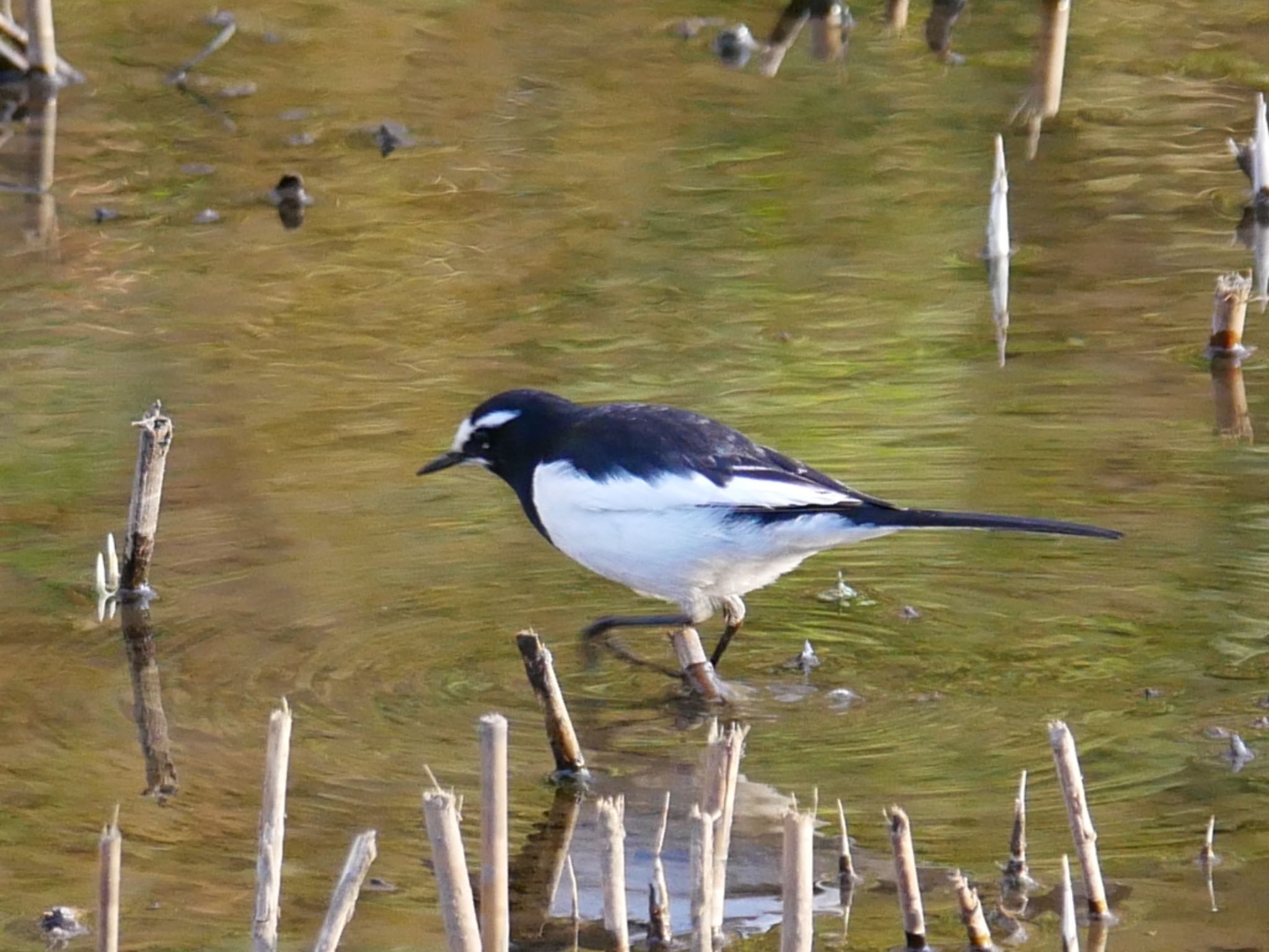 Japanese Wagtail