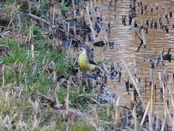 Grey Wagtail Kitamoto Nature Observation Park Sun, 2/23/2020