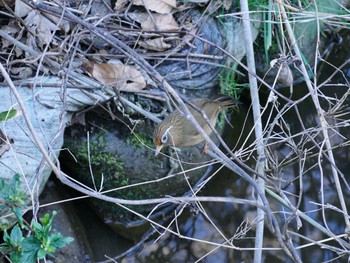 Chinese Hwamei Kitamoto Nature Observation Park Sun, 2/23/2020