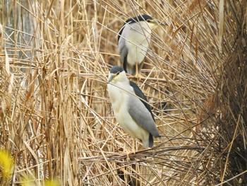 ゴイサギ 都立浮間公園 2020年2月22日(土)