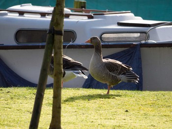 Greylag Goose イギリス Tue, 2/18/2014