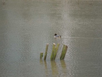 Eurasian Teal イギリス Mon, 2/17/2014