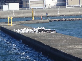 2020年2月23日(日) ふなばし三番瀬海浜公園の野鳥観察記録