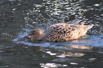 ハシビロガモ 井の頭公園 2020年2月23日(日)