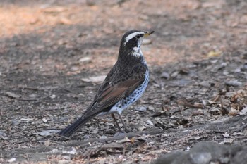 ツグミ 井の頭公園 2020年2月23日(日)