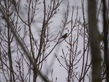 Redwing イギリス Tue, 2/18/2014