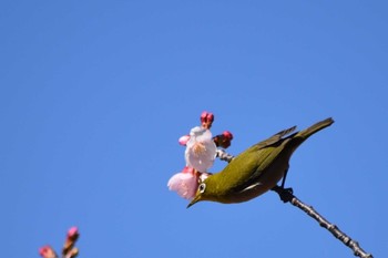 メジロ 井の頭公園 2020年2月23日(日)