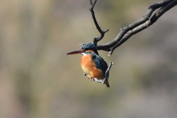 カワセミ 井の頭公園 2020年2月23日(日)