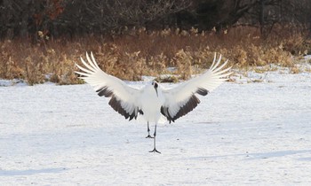 タンチョウ 鶴見台 2019年2月11日(月)