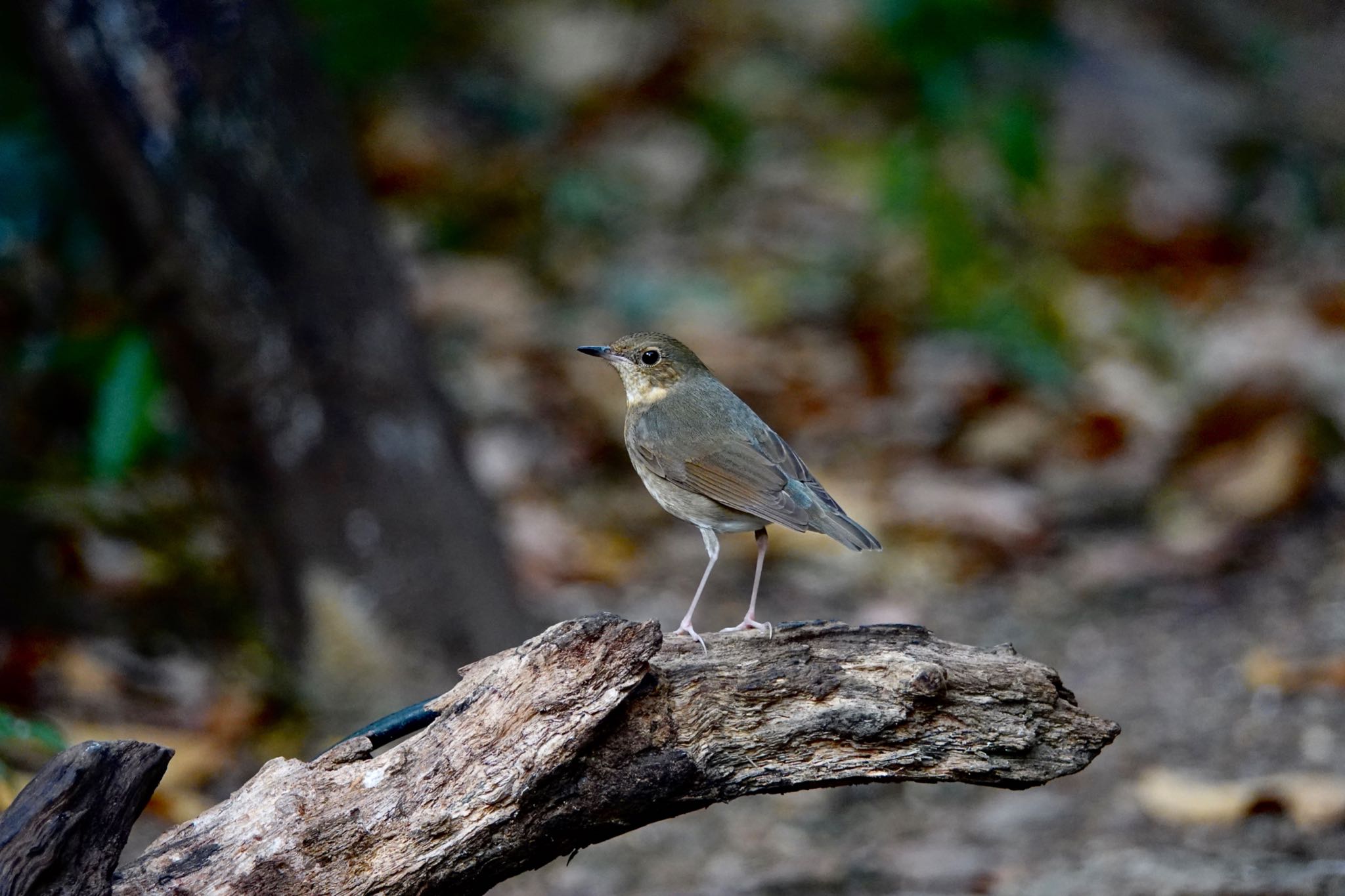 Photo of Siberian Blue Robin at タイ中部 by のどか