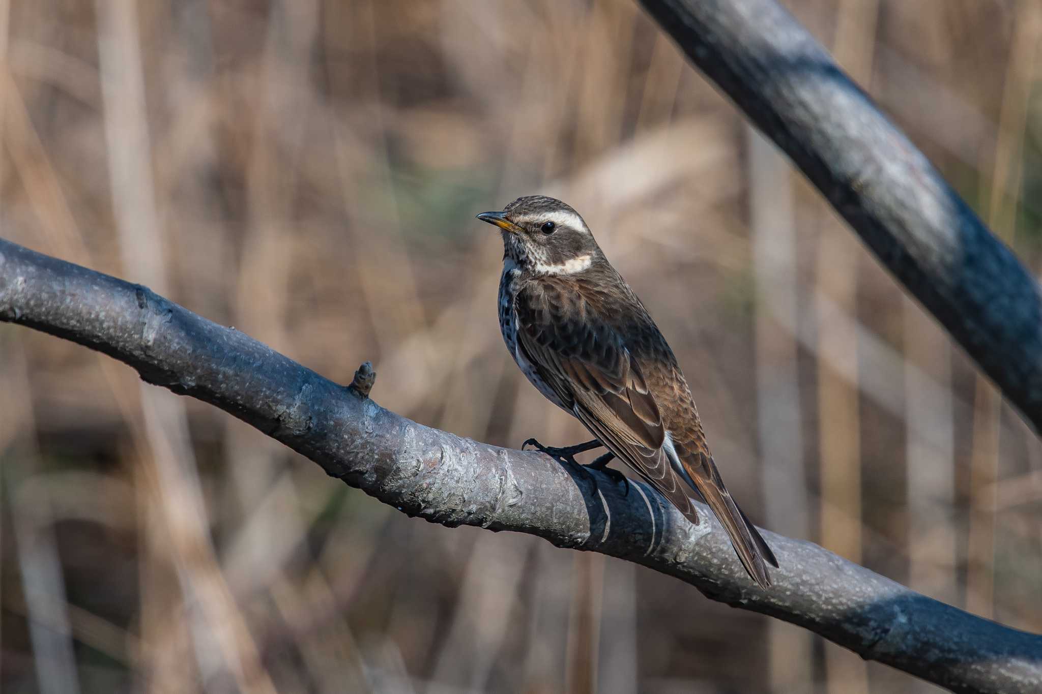 Photo of Dusky Thrush at 加古川河口 by ときのたまお