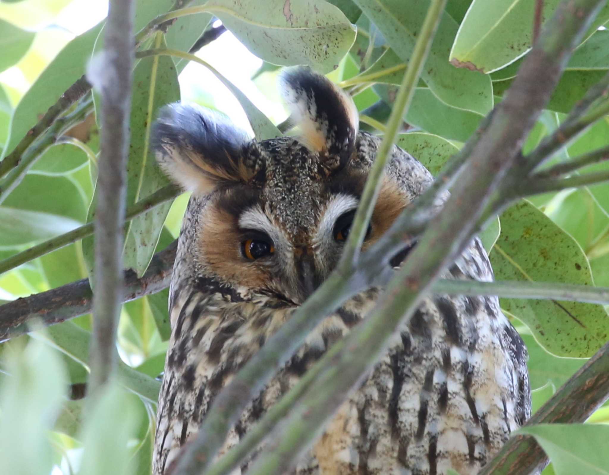 神奈川県 トラフズクの写真 by テツ