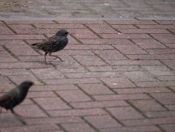 Common Starling イギリス Tue, 2/18/2014