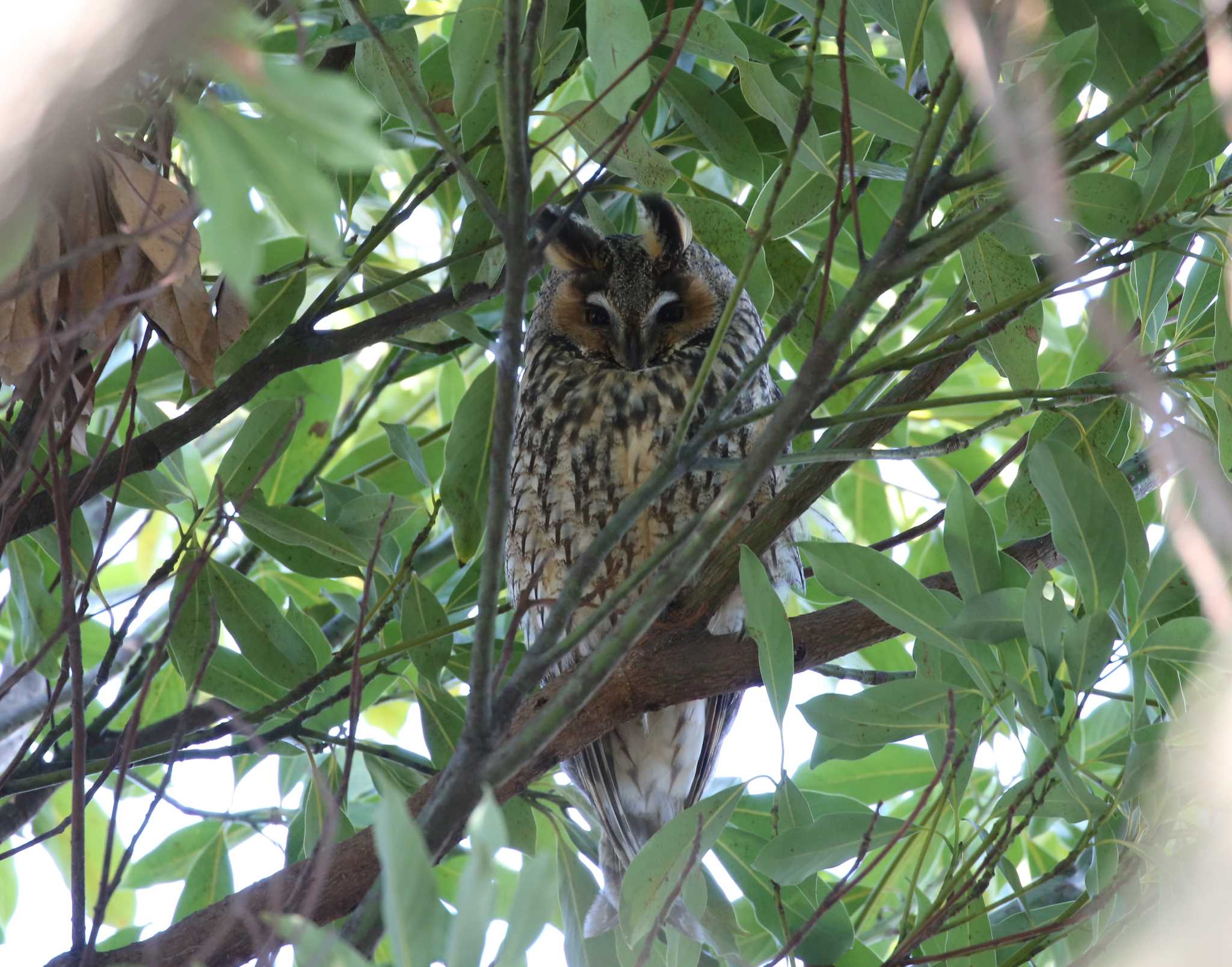 神奈川県 トラフズクの写真 by テツ