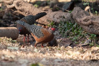 Siamese Fireback