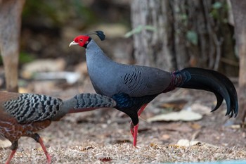 Siamese Fireback Phu Khiao Wildlife Sanctuary Tue, 2/11/2020