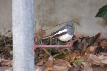 Oriental Magpie-Robin タイ　パタヤ Mon, 2/24/2020