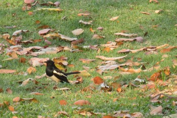 Oriental Magpie-Robin タイ　パタヤ Mon, 2/24/2020