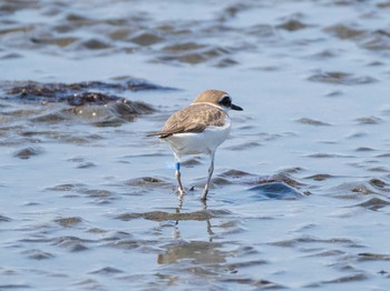 2020年2月23日(日) ふなばし三番瀬海浜公園の野鳥観察記録