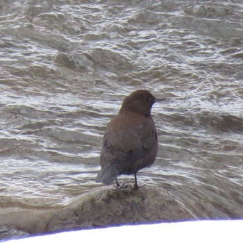 Brown Dipper Makomanai Park Mon, 2/24/2020