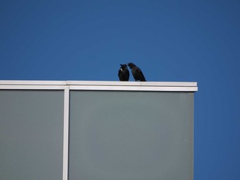 Carrion Crow イギリス Fri, 2/21/2014