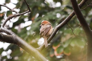 2020年2月22日(土) 広見公園の野鳥観察記録