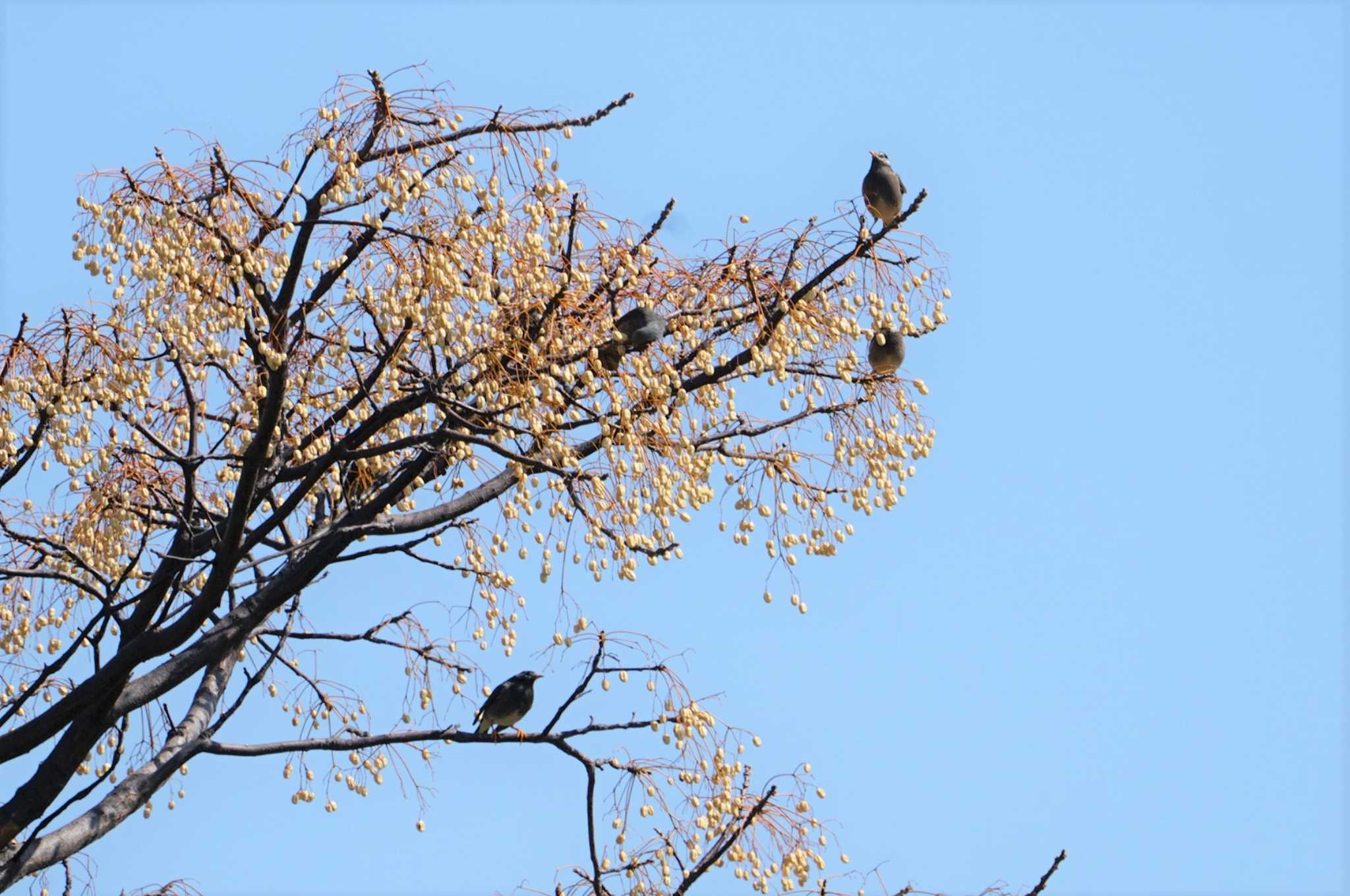 White-cheeked Starling