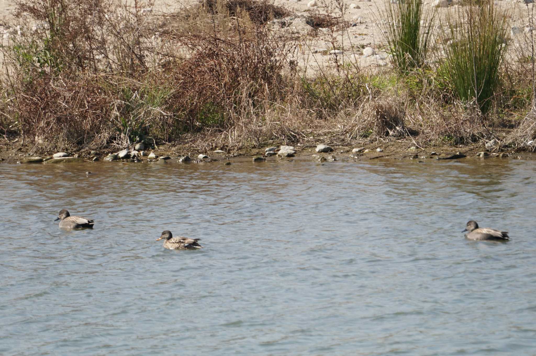 Gadwall