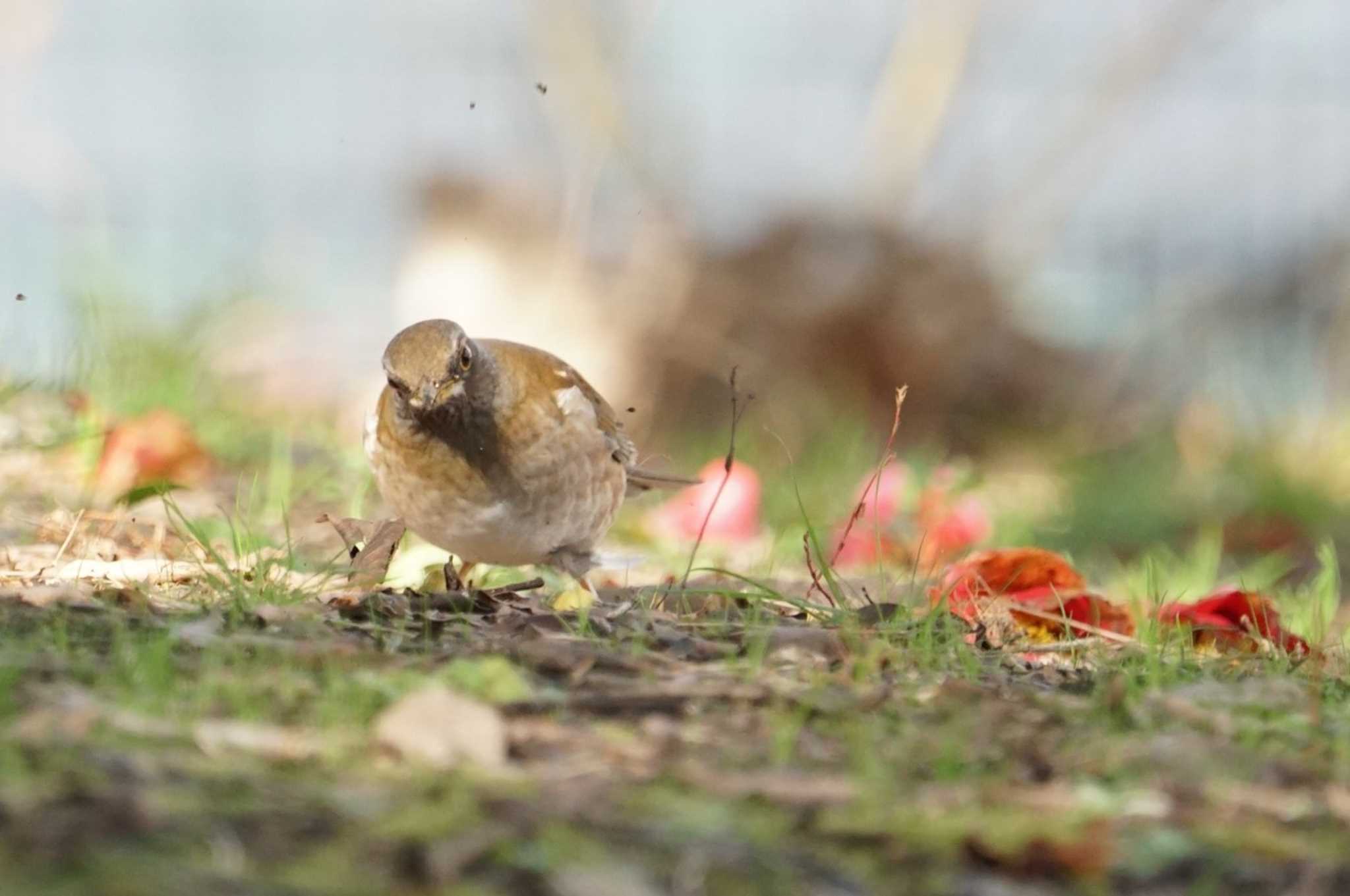 Pale Thrush