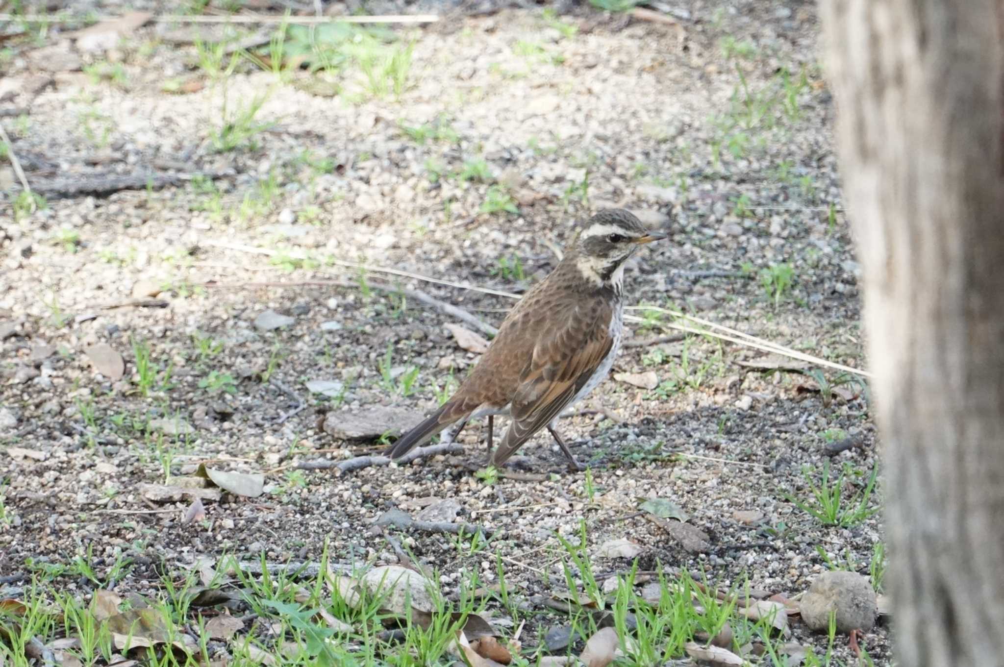 Photo of Dusky Thrush at 武庫川 by マル