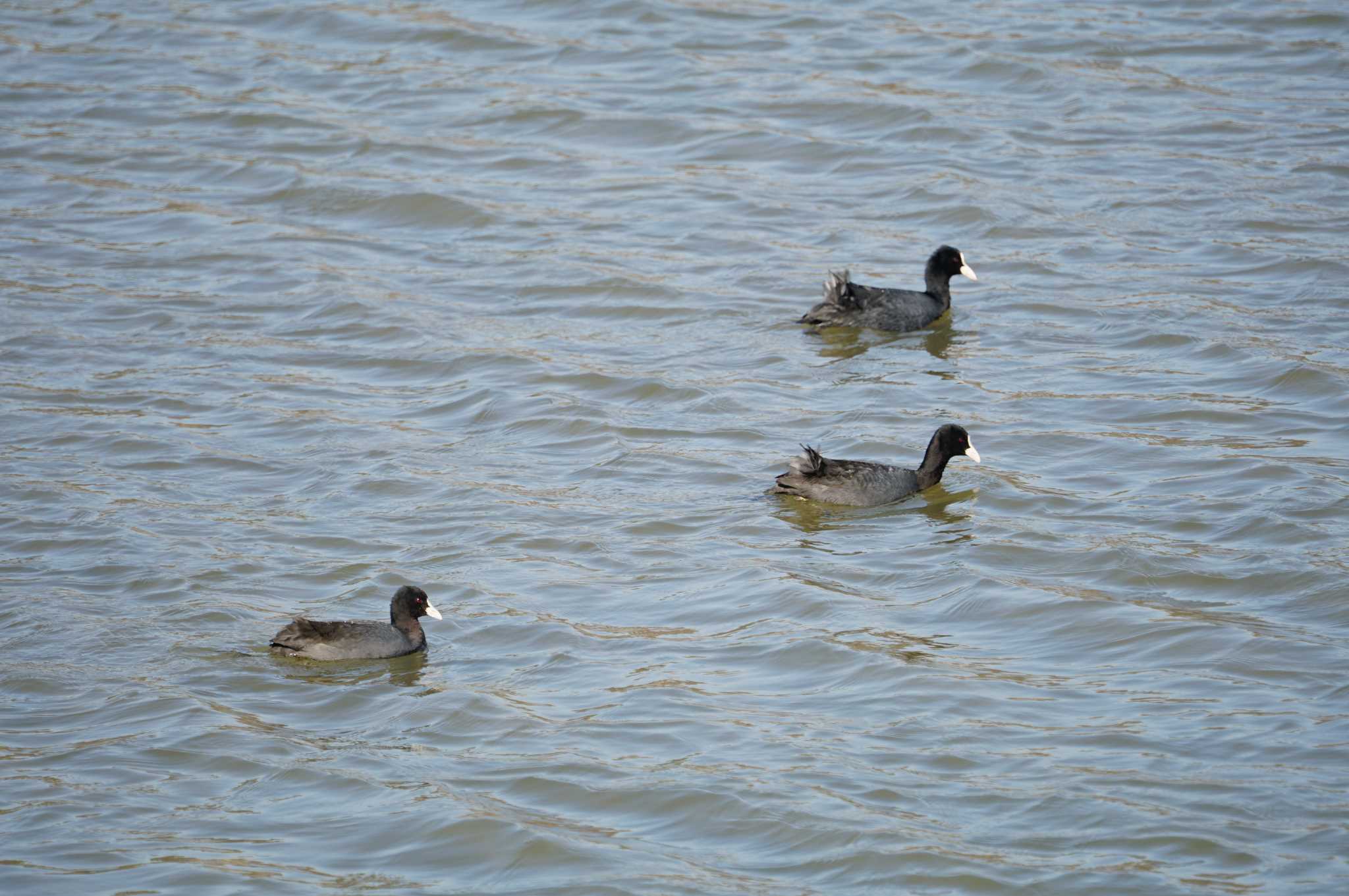 Eurasian Coot