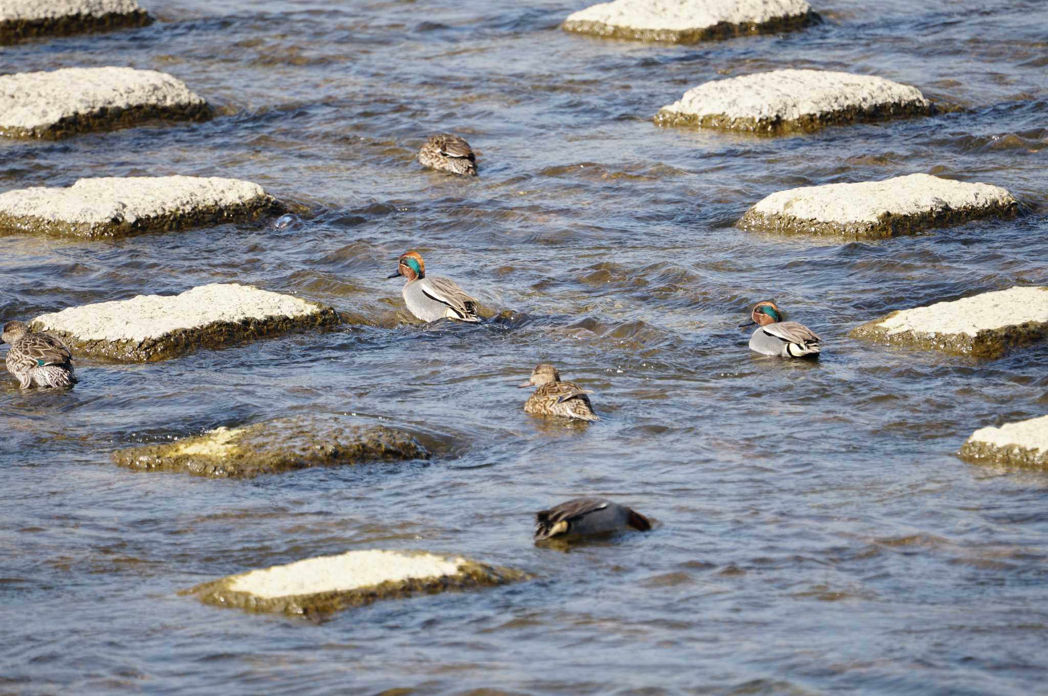 Eurasian Teal