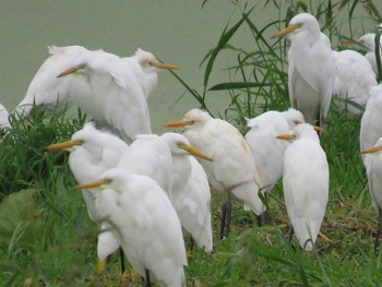 Eastern Cattle Egret 印旛沼 Sun, 8/30/2015