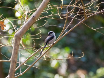 Long-tailed Tit Yatoyama Park Mon, 2/24/2020