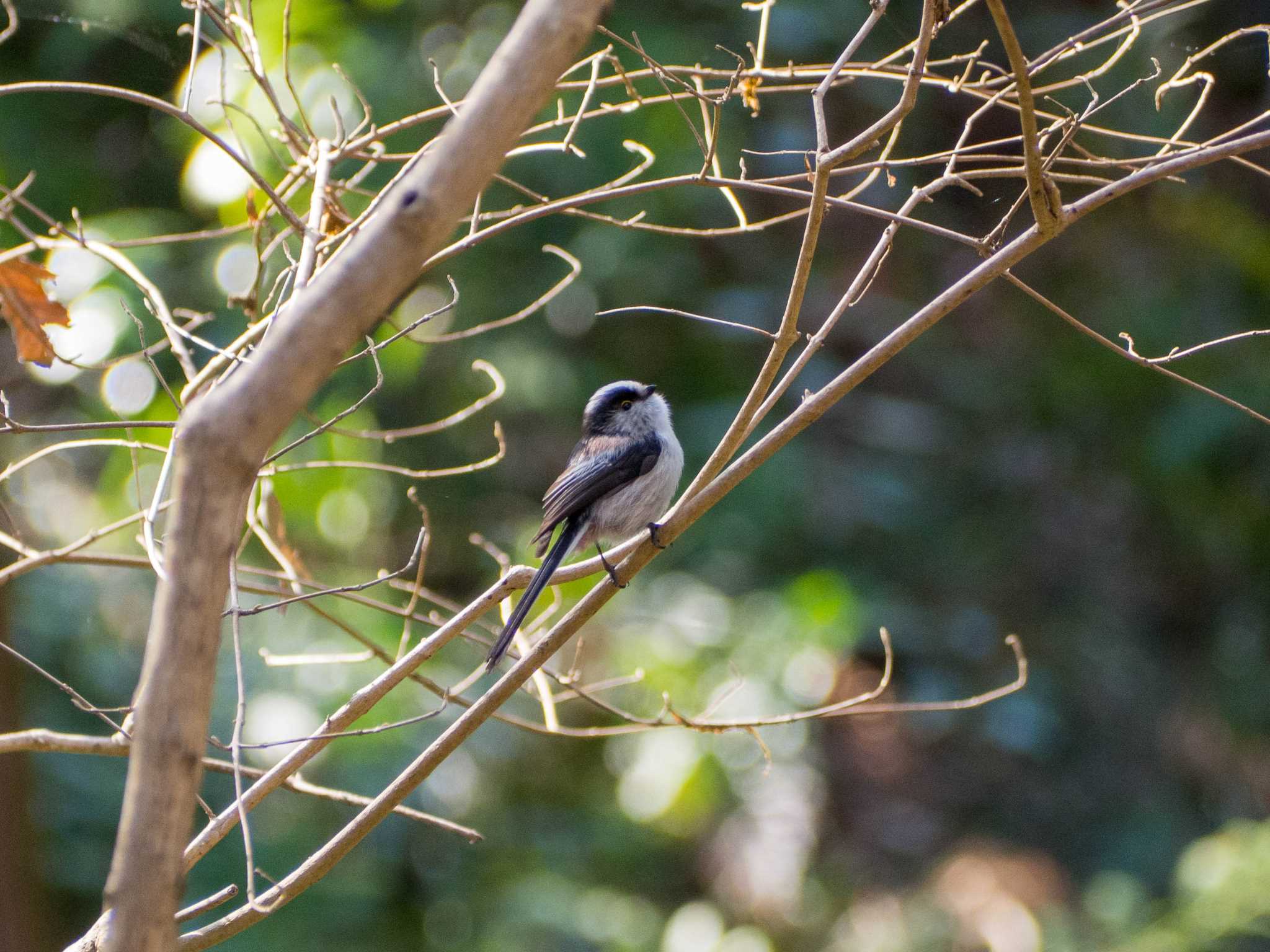 座間谷戸山公園 エナガの写真 by Tosh@Bird