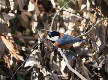 Varied Tit Yatoyama Park Mon, 2/24/2020