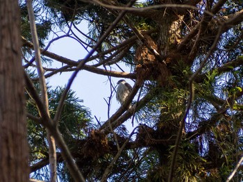 Eurasian Goshawk Yatoyama Park Mon, 2/24/2020