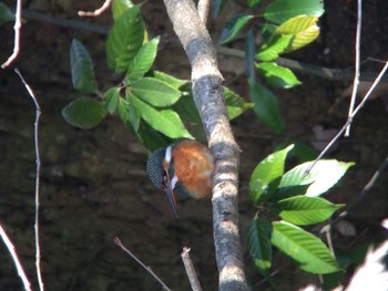 Common Kingfisher 馬見丘陵公園 Mon, 2/24/2020