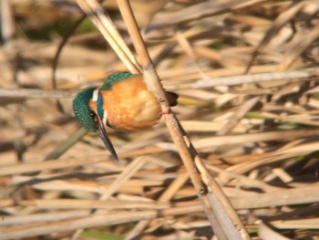 Common Kingfisher 馬見丘陵公園 Mon, 2/24/2020