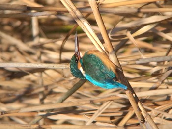 Common Kingfisher 馬見丘陵公園 Mon, 2/24/2020