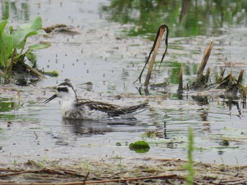 Red-necked Phalarope 霞ヶ浦 Sun, 8/30/2015