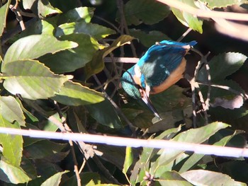 Common Kingfisher 馬見丘陵公園 Mon, 2/24/2020