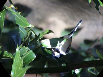 シジュウカラ 馬見丘陵公園 2020年2月24日(月)