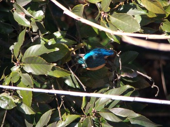 Common Kingfisher 馬見丘陵公園 Mon, 2/24/2020